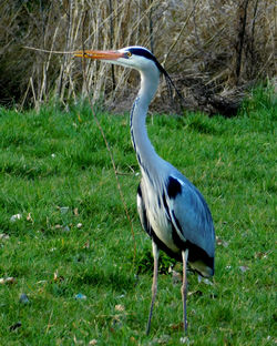 Side view of a bird on grass