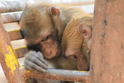 Close-up of sleeping monkeys in monkey cave, chiang rai, thailand