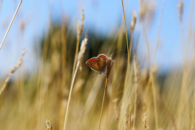 Close-up of wheat growing on field