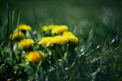 Close-up of yellow flowering plant on field