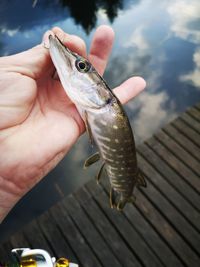 Midsection of person holding fish