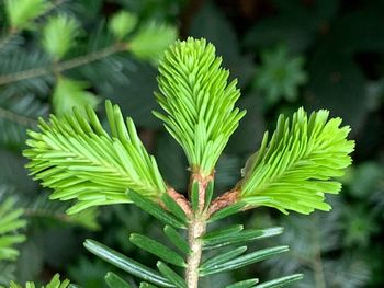 Close-up of green leaves on plant