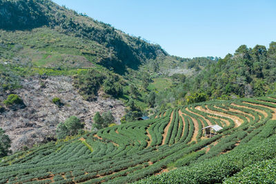 The tea plantations in chiang mai , thailand