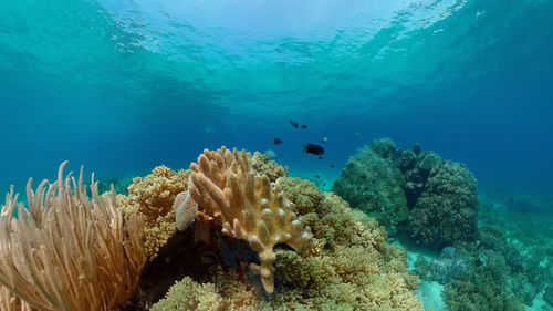 underwater