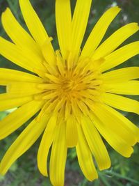 Close-up of yellow flower blooming outdoors