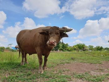 Cow standing in a field