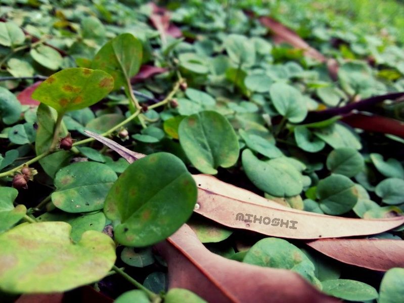 leaf, green color, growth, plant, text, close-up, leaves, freshness, nature, high angle view, day, focus on foreground, outdoors, green, western script, vegetable, part of, food and drink, selective focus, abundance