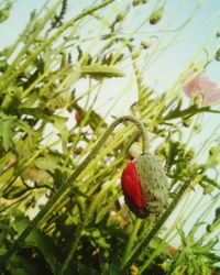 Close-up of red leaves