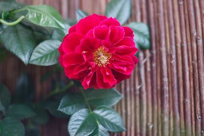 Close-up of pink flower