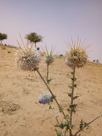Close-up of thistle on field against sky