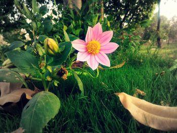 Close-up of pink flowers