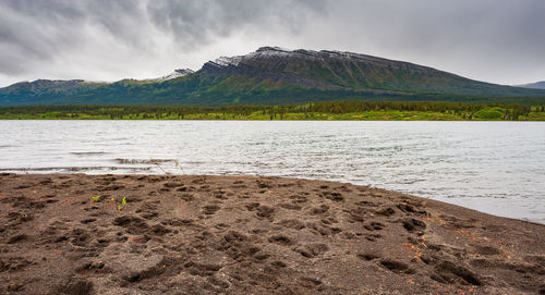 Various animal footprints at the bank of tuaton lake in spatsizi plateau wilderness provincial park