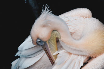 Close-up of pelican