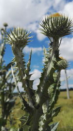 Close-up of plant against white background