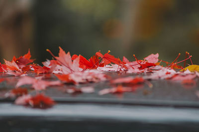 Close-up of autumnal leaves against blurred background