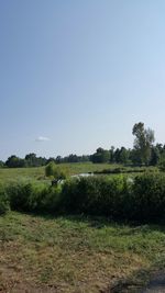 Scenic view of field against clear sky