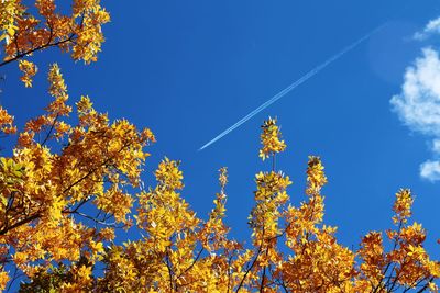 Low angle view of trees against blue sky