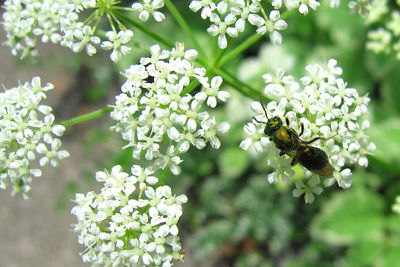 Close-up of bee flying by flowers