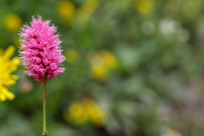 Close-up of pink flowering plant