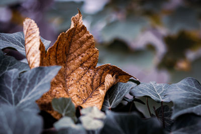 Close-up of dry leaves