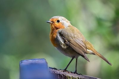 Close-up of bird perching on wood