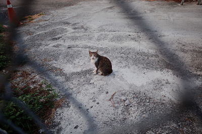 High angle view of cat sitting