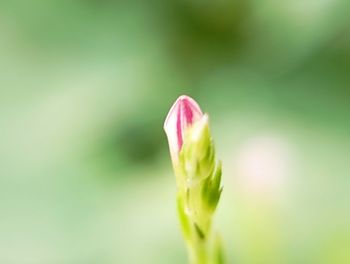 Flower bud . close-up of plant