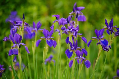 Close-up of purple iris flowering plants on field