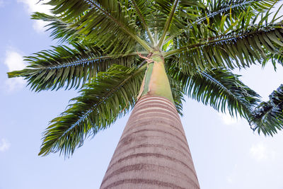 Low angle view of coconut palm tree against sky