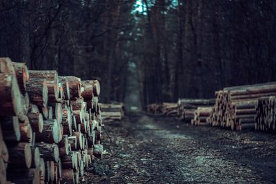 Panoramic view of row of trees in forest