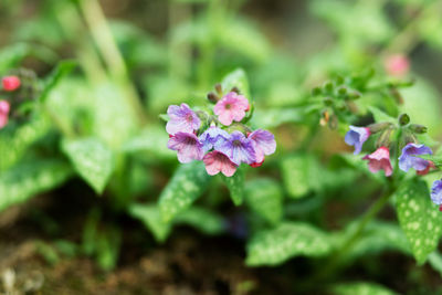 Close-up of pink flowering plant