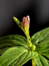 Close-up of plant