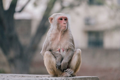 Monkey sitting on wall