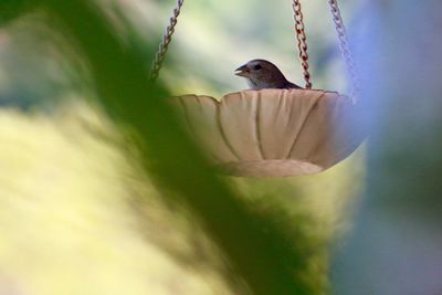 Close-up of bird perching on flower