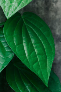 Close-up of green leaves