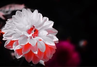 Close-up of insect on flower