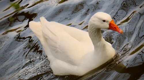 High angle view of duck swimming in lake