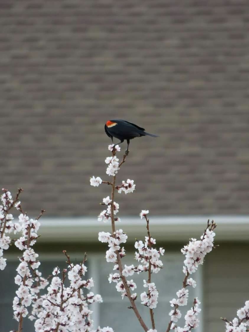 bird, animal themes, one animal, animals in the wild, perching, wildlife, focus on foreground, branch, nature, full length, close-up, outdoors, beauty in nature, day, no people, selective focus, black color, pigeon, zoology, perched