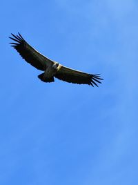 Low angle view of eagle flying against clear blue sky