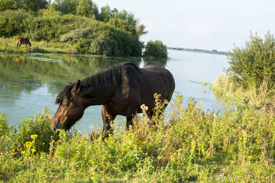 Cow grazing on field by lake against sky