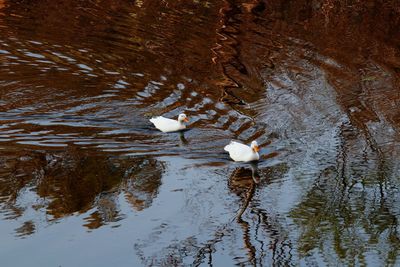 High angle view of ducks swimming in lake