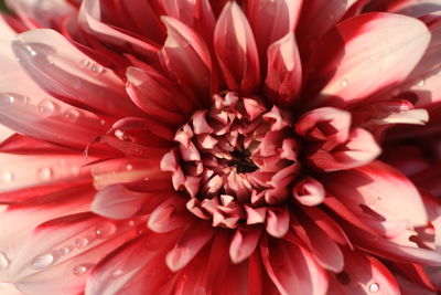Full frame shot of pink flower