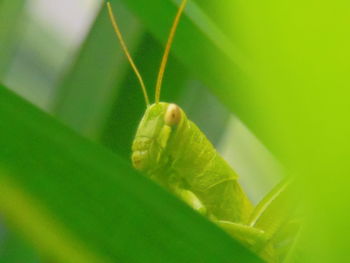 Close-up of insect on leaf