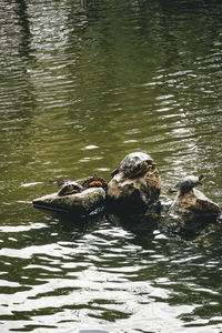 Duck swimming in lake