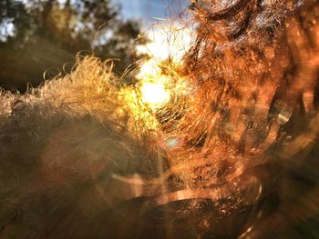 Sunlight streaming through hair of mother and son