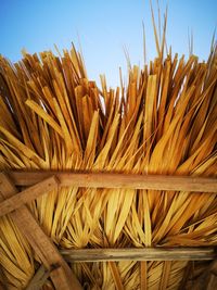 Close-up of dry plants against sky