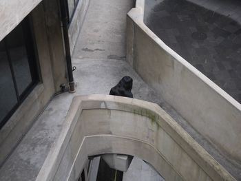 Cat on steps