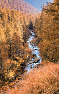 Scenic view of pine trees in forest during autumn