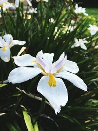 Close-up of white flowers blooming outdoors