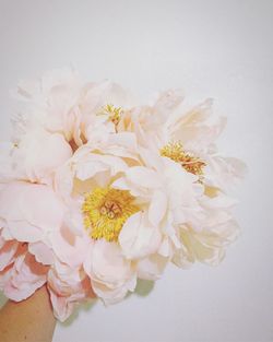 Close-up of flower over white background